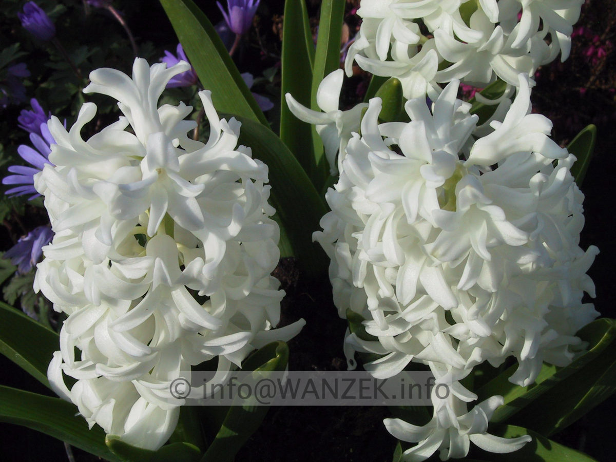 Hyazinthus weiss1.JPG